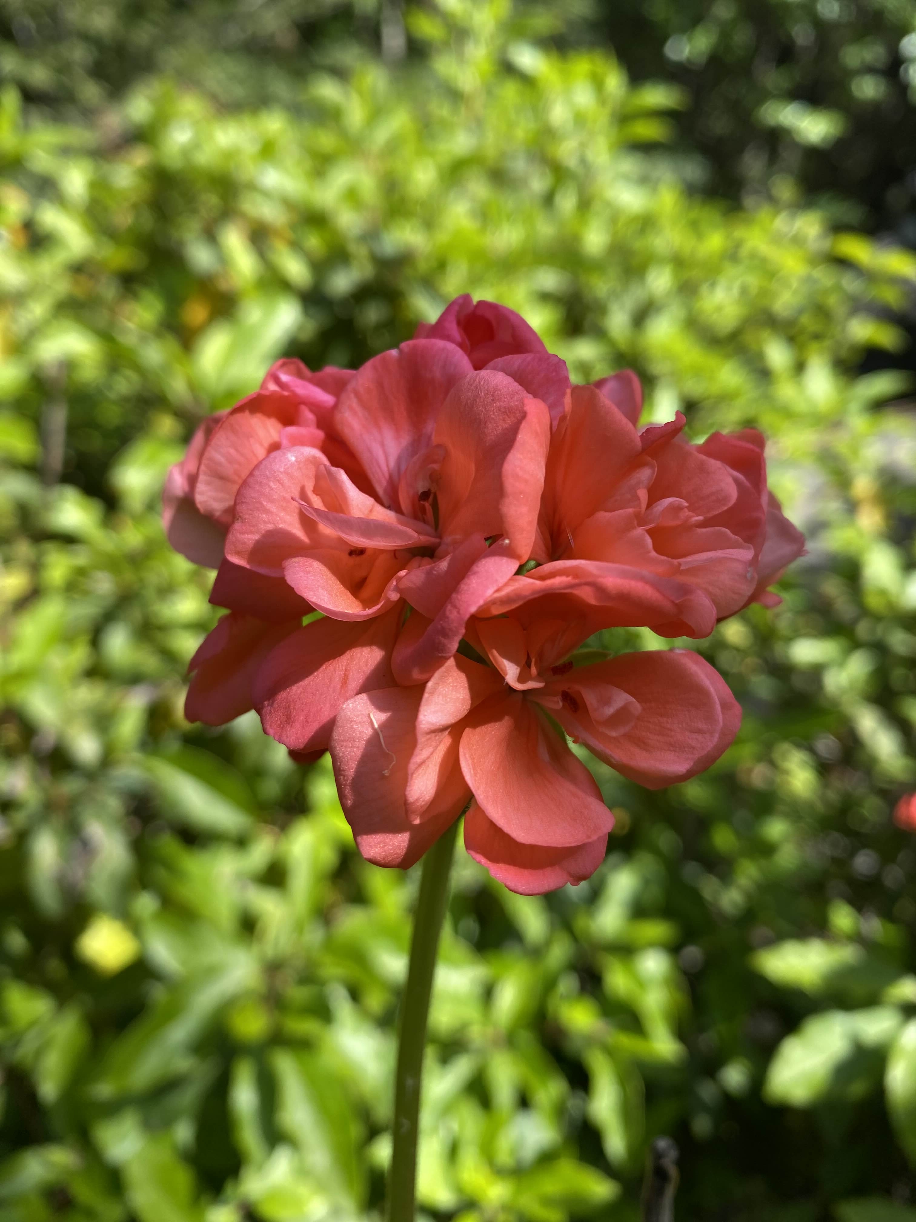 Pinkish Red Flower
